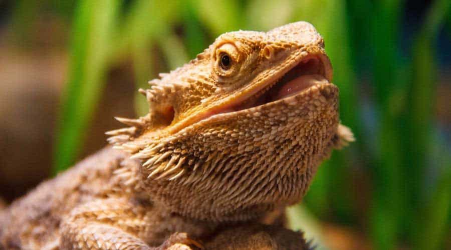 A bearded dragon perched on a branch, showcasing the results of excellent bearded dragon care. Its scales appear glossy and colorful, and its eyes are bright and observant. The enclosure is roomy, clean, and features numerous hiding places and basking spots, indicating that the owner provides outstanding bearded dragon care.