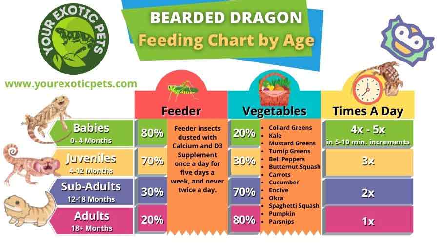 An infographic displaying a feeding chart for a bearded dragon based on their age. The chart is color-coded and divided into sections by age group, with corresponding recommended food portions and feeding frequencies. The chart also includes a list of nutritious foods suitable for a bearded dragon and warns against harmful items that should be avoided. This feeding guide provides an informative resource for owners to ensure the bearded dragon receive a healthy and balanced diet according to their age.