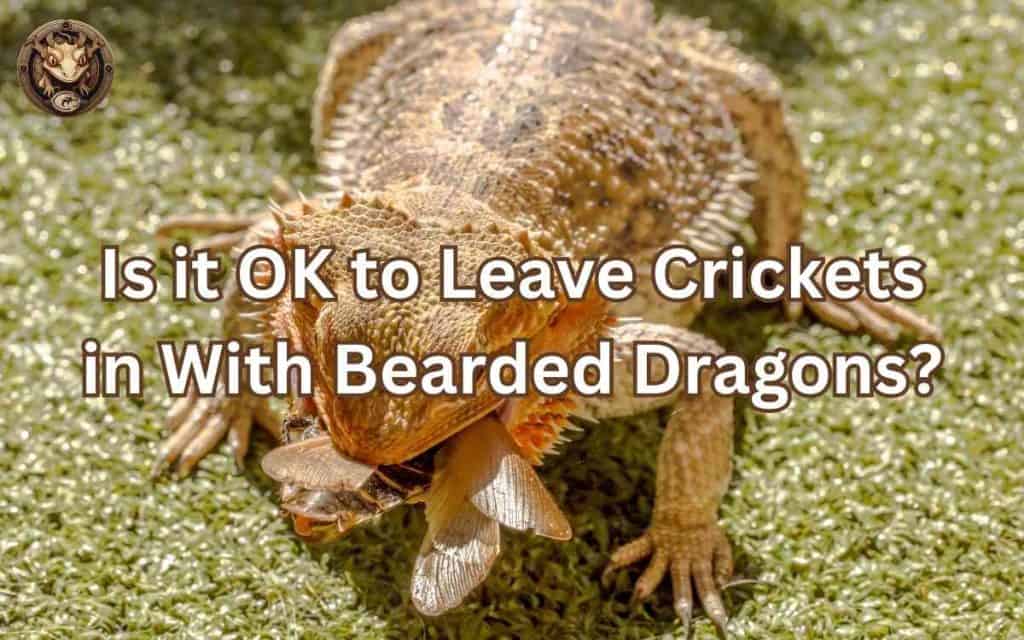 Is it OK to Leave Crickets in With Bearded Dragons? – Your Exotic Pets