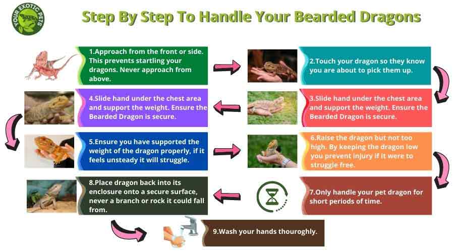 An infographic displaying a handling chart for a bearded dragon. The chart outlines recommended handling times based on the age and temperament of the bearded dragon. The top section of the infographic displays a small, baby bearded dragon, while the bottom section features an adult bearded dragon. The handling times for each age group are clearly labeled and displayed in a user-friendly manner. This infographic is an excellent resource for bearded dragon owners who want to ensure that they are handling their pets appropriately and safely.