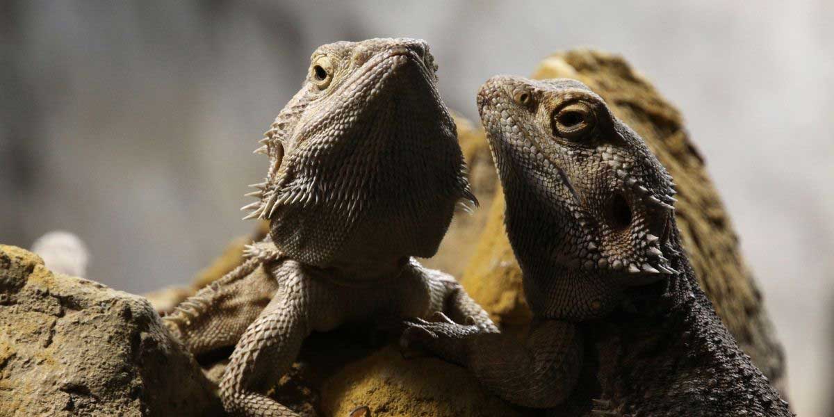 Sexing Bearded Dragons. What You MUST Know. – Your Exotic Pets