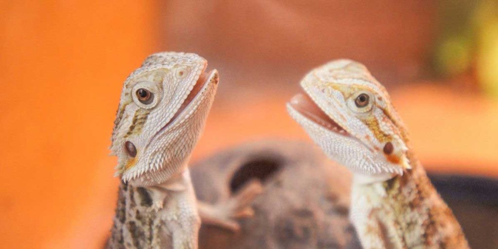 An image of a juvenile bearded dragon available for purchase. The bearded dragon is shown from above, with vibrant and colorful scales and a lively expression. It appears to be healthy and active, with bright, alert eyes and a curious demeanor. This image is a great representation of a bearded dragon that is ready for adoption, and the lively and active personality of the juvenile bearded dragon is evident from the picture.