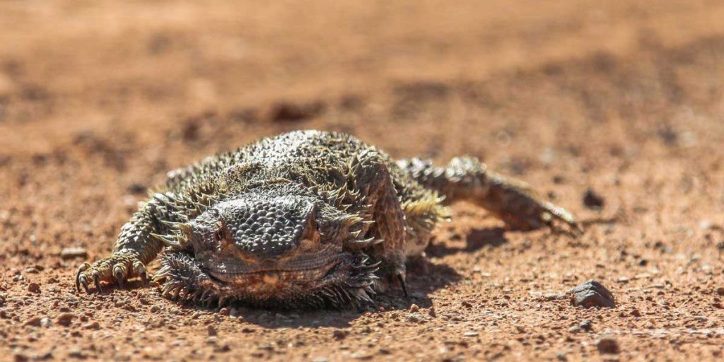 An image of an old bearded dragon lying on red sandy soil, showing signs of dying. The bearded dragon appears weak and lethargic, with sunken eyes and skin that appears loose and wrinkled. The sandy soil is sparsely vegetated, indicating a harsh and challenging environment. This image is a poignant reminder of the importance of providing adequate care and attention to bearded dragons throughout their lives, from infancy to old age.