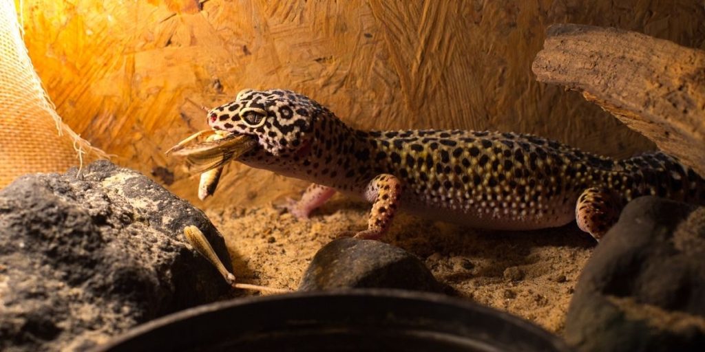 Picture of Leopard-Gecko-eating-food