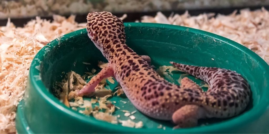 Picture of a leopard Gecko sitting in a dish