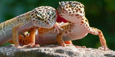 When Are Leopard Geckos Sexually Mature?