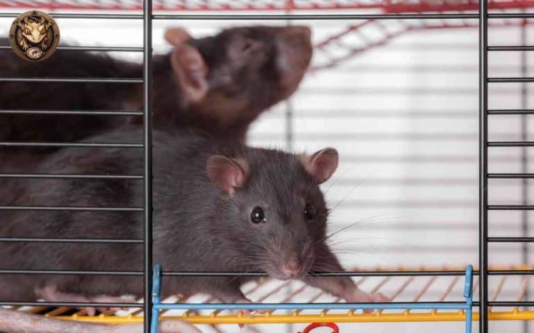 What Size Rat to Feed Ball Pythons: A Comprehensive Guide – Your Exotic ...