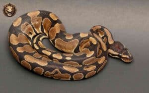 View of What Size Rat to Feed Ball Pythons: A Comprehensive Guide – Your Exotic ...