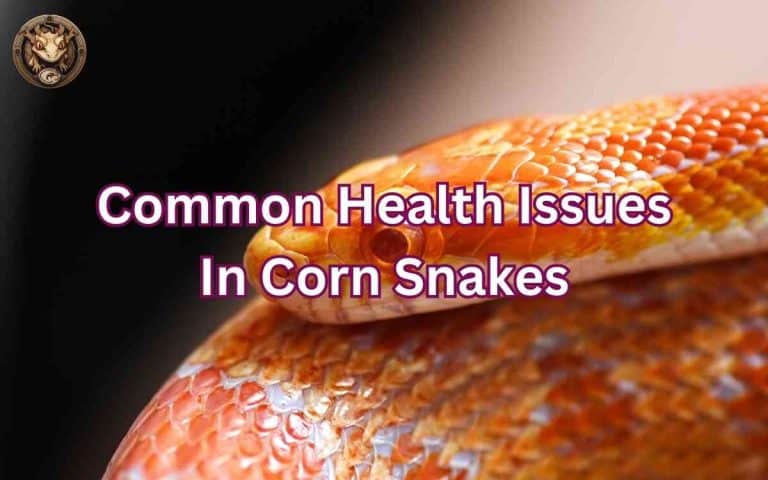 Common Health Issues In Corn Snakes: Prevention And Care Guide – Your ...