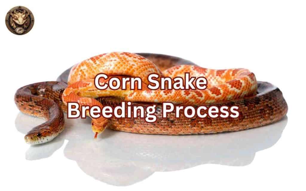 Image showcasing The Corn Snake Breeding Process: An In-Depth Guide – Your Exotic Pets
