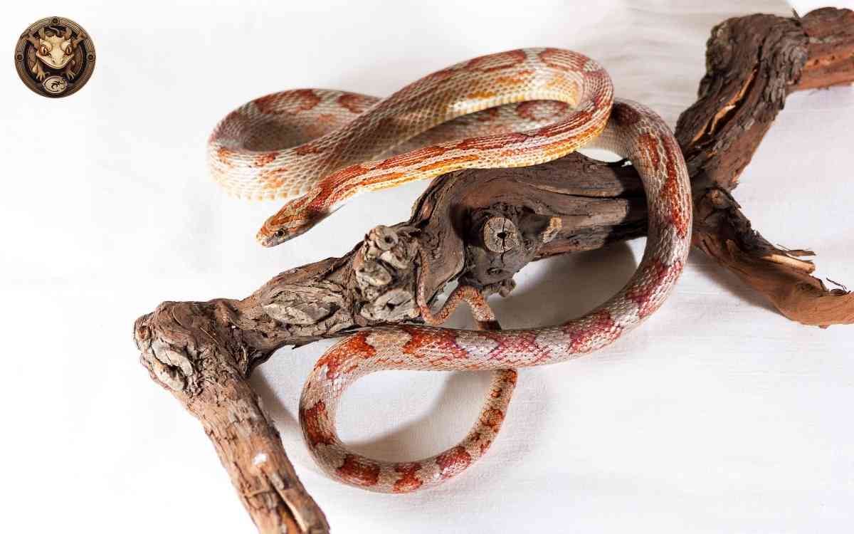 State Regulations for Corn Snake Ownership Exotic Pet Snake Law Your