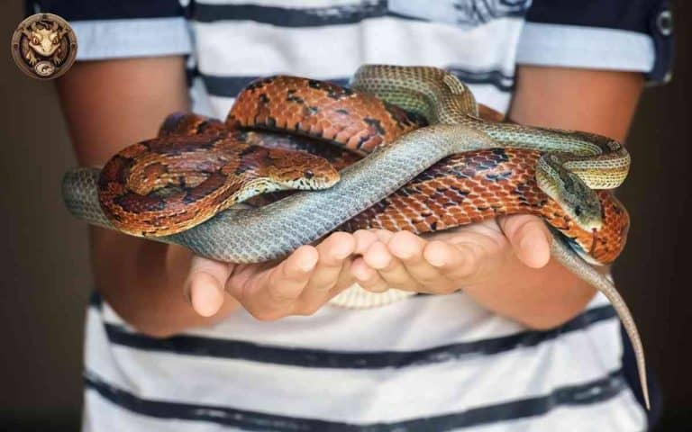 Image showcasing The Corn Snake Breeding Process: An In-Depth Guide - Your Exotic Pets
