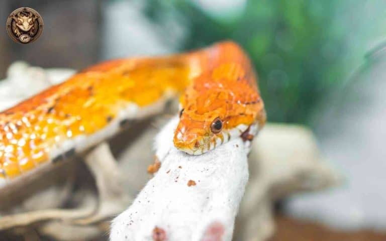 Common Health Issues In Corn Snakes: Prevention And Care Guide – Your ... - Why Meal Prep For Corn Snakes